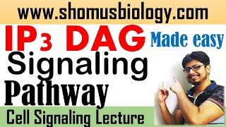 IP3 DAG signaling pathway