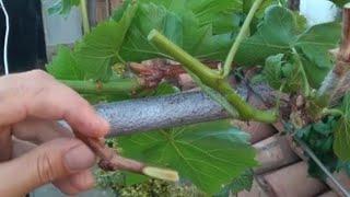 Best grafting grape techniques (Injerto de viña)