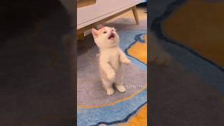 The little kitten is meowing! #cat #cute  #kitten #meow