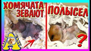 Спасенный ХОМЯК ИЗЮМКА ПОЛЫСЕЛ? \ ХОМЯЧАТА ЗЕВАЮТ \ ХОМКИ ПОДРОСЛИ  \ Alisa Easy Pets