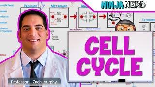 Cell Biology | Cell Cycle: Interphase & Mitosis