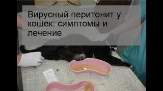 Вирусный перитонит у кошек: симптомы и лечение