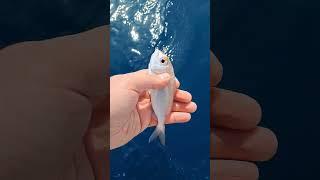 pesca sportiva