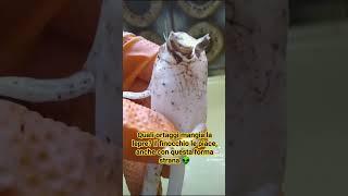 Cosa mangia la lepre? #natura #animali #ortaggistrani#lepre #divertenti #sardegna