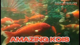 What Type Of Fish Are Kois? #ornamentalfish #colors #subscribe