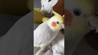 Look at Jerry's Cute Kissing Style  #cockatielscraze #birdscharm