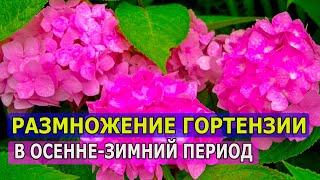 ГОРТЕНЗИЯ РАЗМНОЖЕНИЕ ЧЕРЕНКАМИ В ОСЕННЕ-ЗИМНИЙ ПЕРИОД. КАК РАЗМНОЖИТЬ ГОРТЕНЗИЮ ЧЕРЕНКАМИ ОСЕНЬЮ.