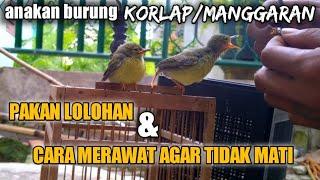 CARA MELOLOH ANAKAN BURUNG KOLIBRI KELAPA / MANGGARAN