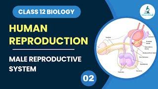 Male Reproductive System | Human Reproduction | Class 12 Biology | Dhiman's Biology | NEET & Boards