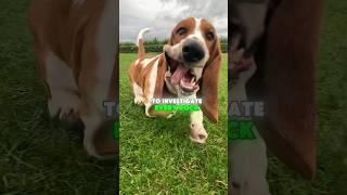 The most droopiest dog breed, Meet the BASSET #bassethound
