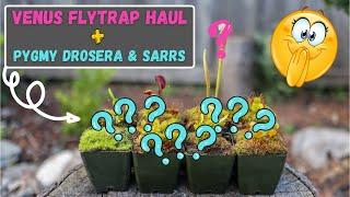 Carnivorous Plant Unboxing - HUGE Venus Flytrap Haul + Pygmy Sundew & Sarrs - CalCarn Plant Mail