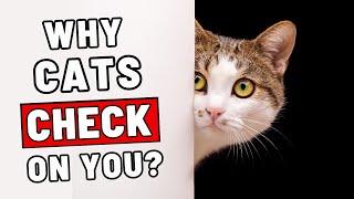 Why Does Your Cat Keep Checking In on You?