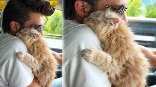 Moment a Shelter Kitten Realized He Was Going To His Forever Home
