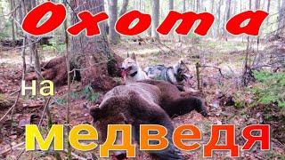 Охота на медведя с парой ЗСЛ собаки нашли отработали молодого медведя переплыли на другой берег реки