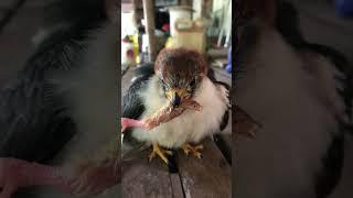 Who knew a bird's beak could open so wide ? #hawk  #falcon