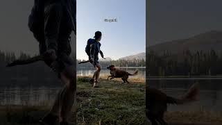 Fun at the lake with Nala #goldenretriever #dog