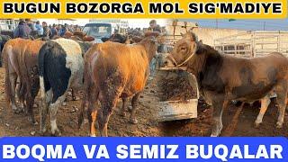 BUGUN BOZORDI MOL BOSDI SAVDOYAM YAXSHI BO'LDI LEKIN ZANG MOLBOZOR BOQMA BUQALAR