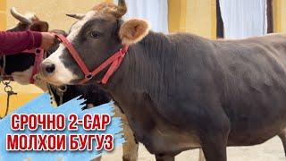 СРОЧНО 2-сар молхои буғуз ба фуруш пешниҳод шуд