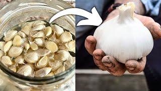 DON’T Plant Garlic Until You Do THIS!  (Secrets for a Huge Harvest)