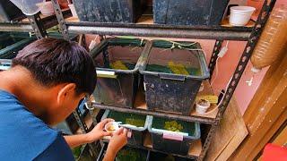 Backyard Guppy Farming Produces Hundreds of Stunning and Colorful Guppies!