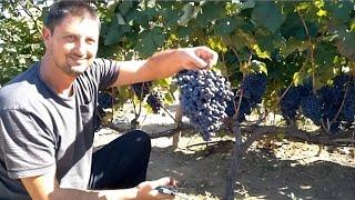 How to Prune and Grow Grapes ; A Complete Garden Growing spur type guide