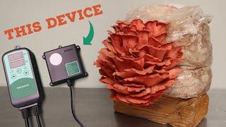 How to grow AMAZING mushrooms with one device!