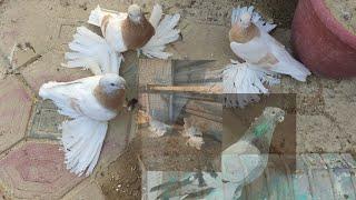 ГОЛУБИ  АГАРАНЫ АКА АНВАРА УЗБЕКИСТАН Г ТАШКЕНТ PIGEONS