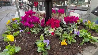 DublinTown Floral Planter Displays with Mr Middleton Mary Street Dublin