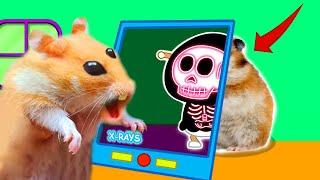  Hospital Hamster Doctor Maze Traps Ghots in Hamster Stories