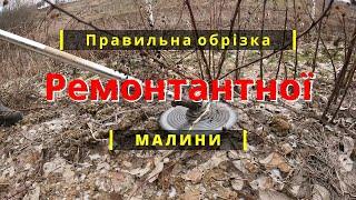 Як правильно обрізати ремонтантну малину на зиму. Обрізка ремонтантної малини.