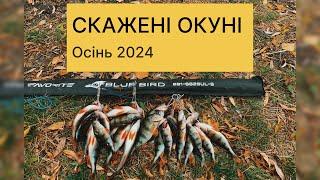 Одна ПРИМАНКА Купа ОКУНІВ Осіння рибалка на ОКУНЯ 2024