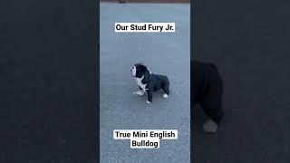 True Stud Mini English Bulldog, 12 inches tall, way shorter and more compact than a standard.