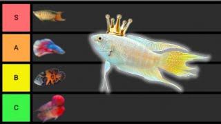 Ranking The BEST Solo Fish