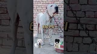 Who win? Bully Kutta vs Alabai #americandog #bullykutta #alabai #dog#shorts