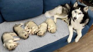 The Cutest Husky Puppies! My Dogs are Fleeing From Puppies