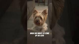 Life with a rescue yorkie #yorkiesofyoutube #rescuedog #adoptionjourney #travelvlogs #Zoey