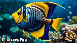 UNDERWATER PARADISE 8K HDR – Marine Life and Ocean Animals 8K Ultra HD