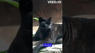 Jungle's Shadow: Black Panther 