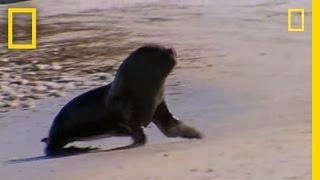 Penguin vs. Seal | National Geographic