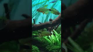 New background! From white to white/Blue gradient#aquascaping #aquascape #aquarium