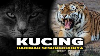 Inilah 5 Fakta Unik Tentang Kucing