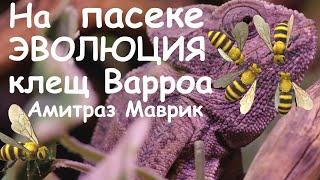 Клещ варроа. Эволюция на пасеке.