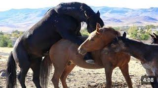 horse mating in village /horse meeting in jungle /horse breeding in jungle