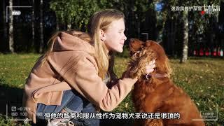 作为史宾格的亲弟弟，英国可卡犬曾是国内最受欢迎的宠物犬之一