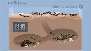 Antkeeper - Real-time Simulator of Ant-keeping