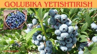 Golubika yetishtirish - blueberry cultivation #golubika #blueberry #growing #2024 #tomorqa365