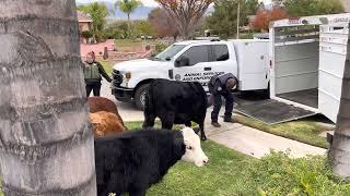 Norco and Corona animal control working collaboratively part 2