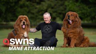 Massive golden puppies often get mistaken for LIONS  | SWNS