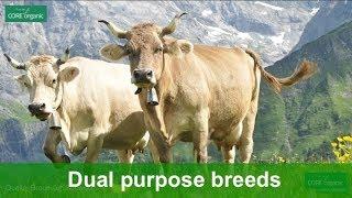 Dual-purpose breeds – an outdated custom or a new opportunity?
