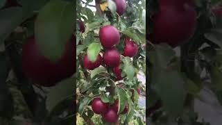 МОДИ яблоня зимняя иммунная к парше. Сладкий сорт , хранится до весны